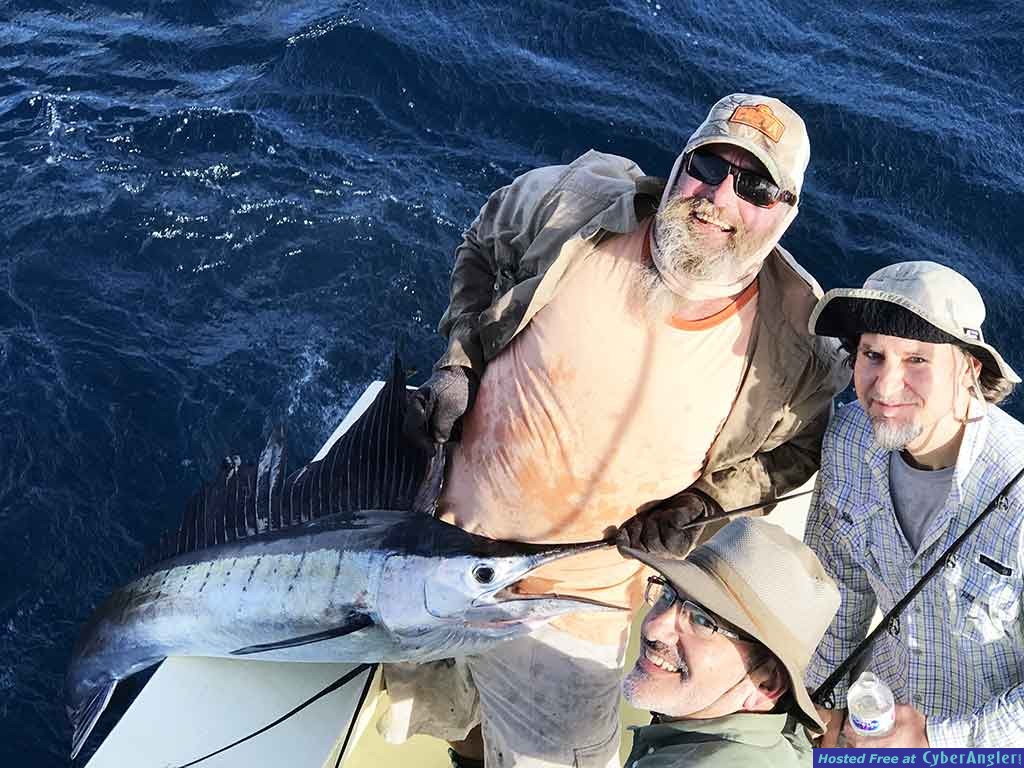 sailfish