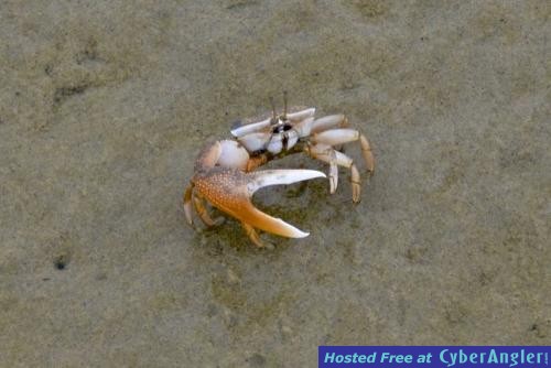 Click to Enlarge Photo