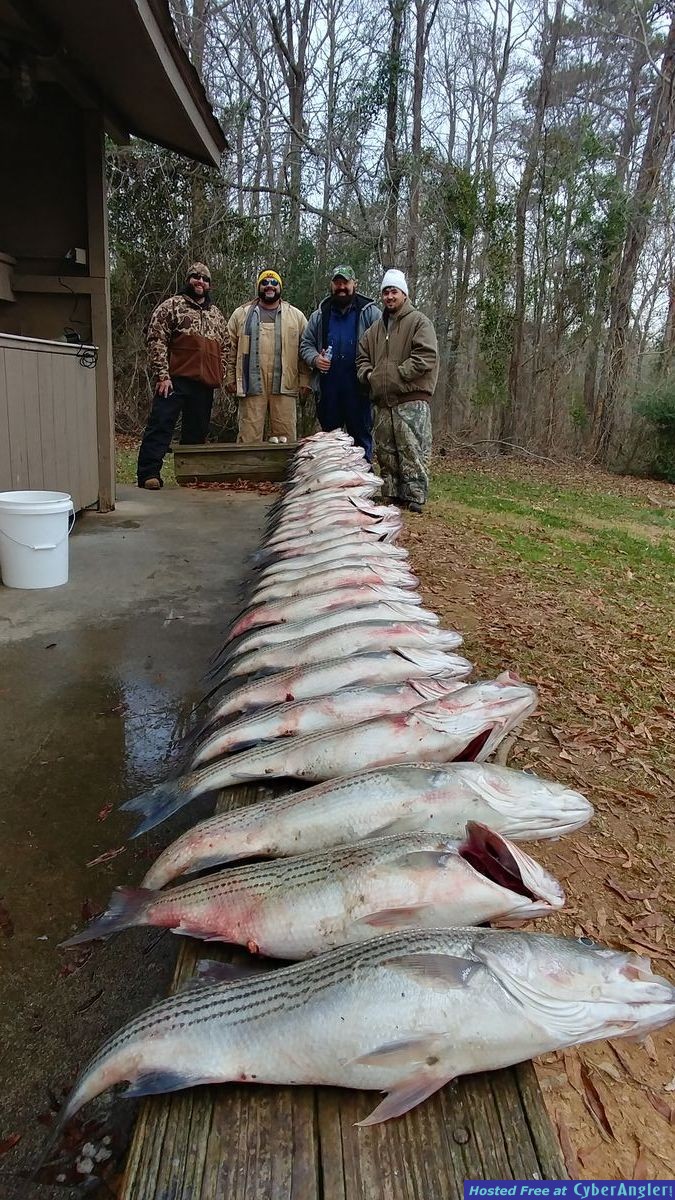 Clarks hill hybrids, boat load