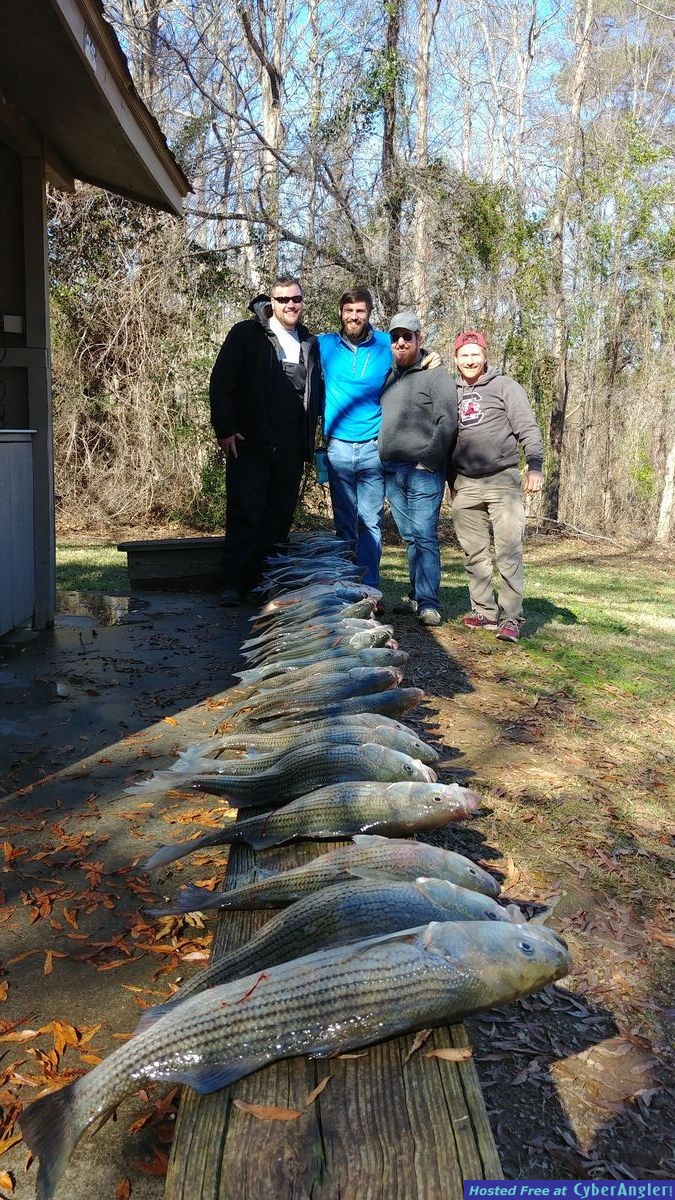 Clarks hill hybrids and stripers