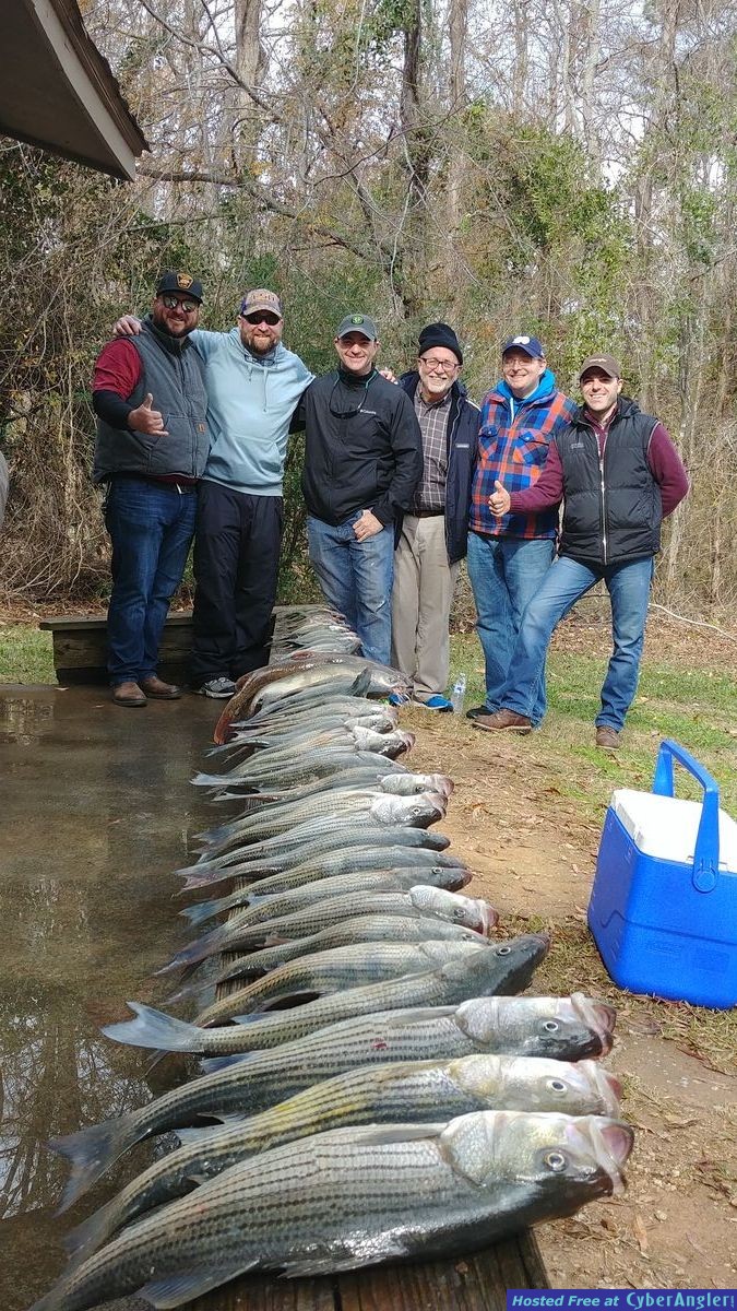 Clarks hill hybrids and stripers