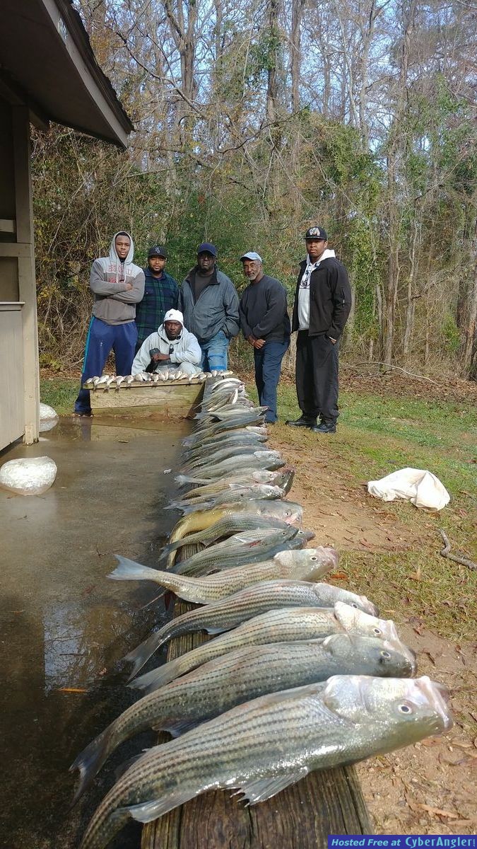 Clarks hill hybrids and stripers