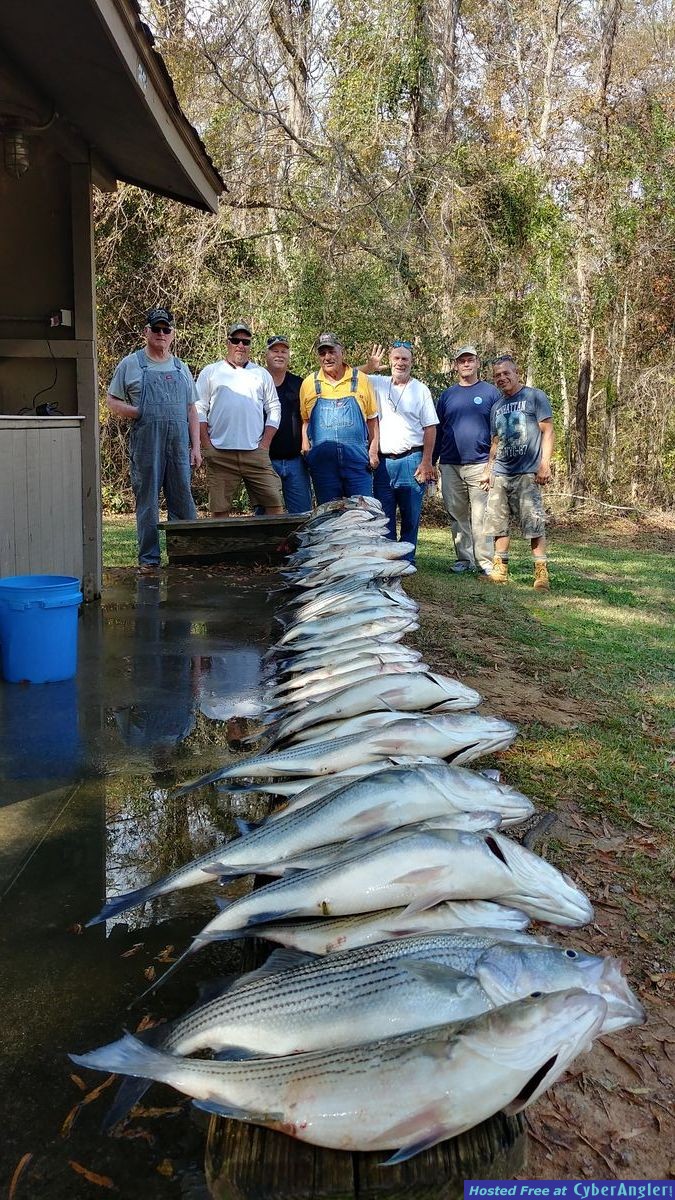 Clarks hill hybrids and stripers