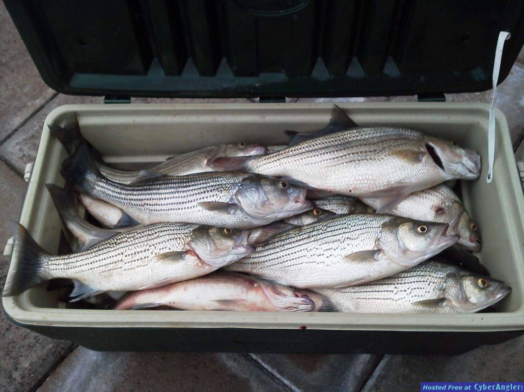 Clarks hill hybrids and stripers