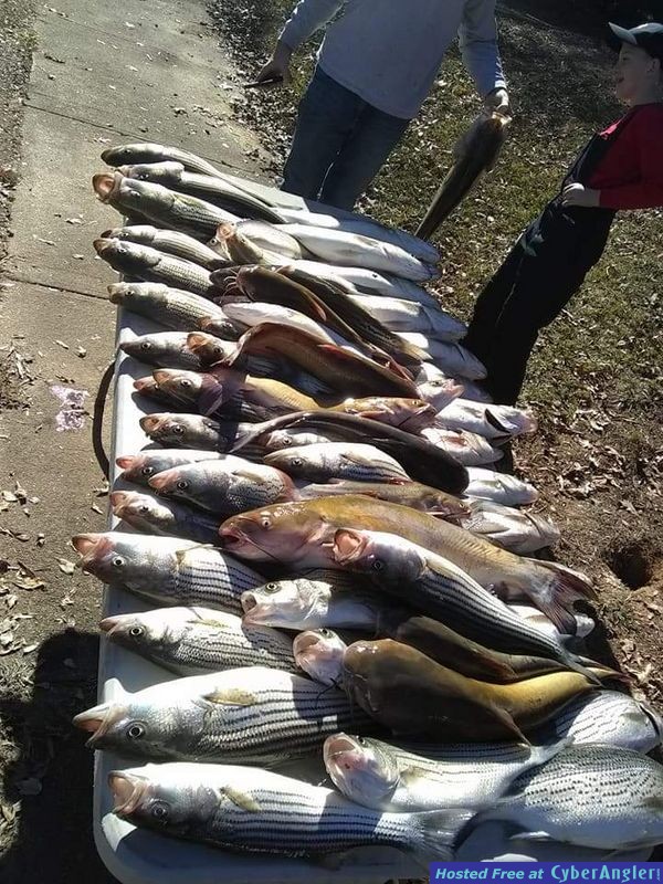 Clarks hill hybrids and stripers