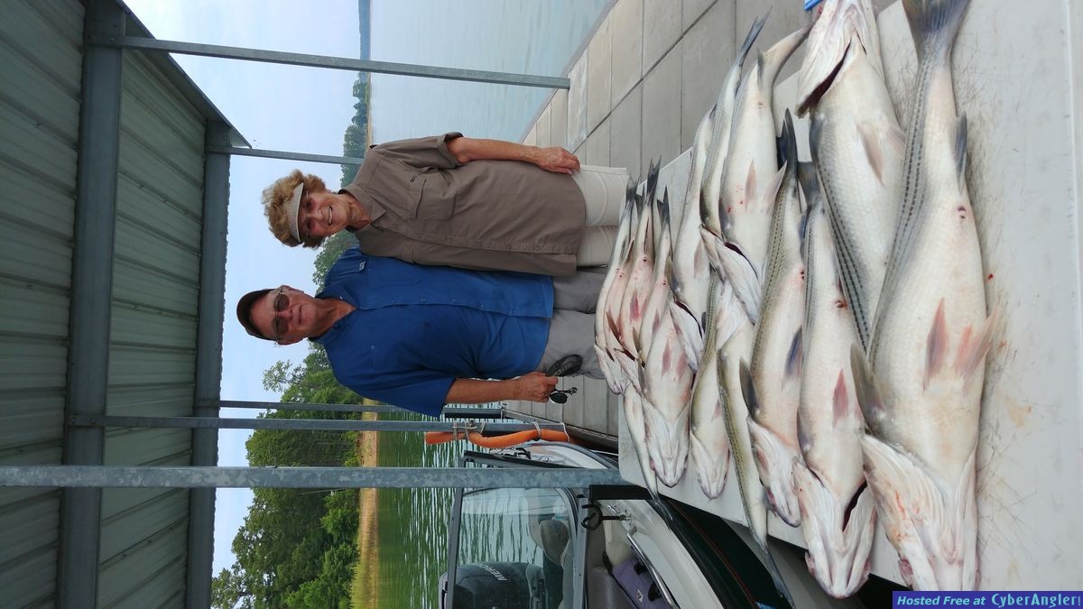 Clarks hill hybrids and stripers