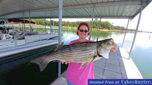 Clarks hill hybrids and stripers
