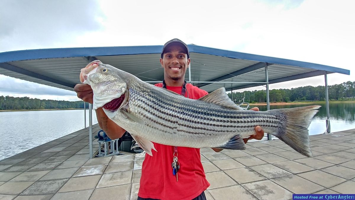 Clarks hill hybrids and stripers