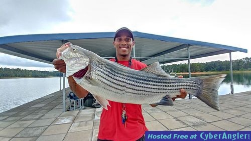 Clarks hill hybrids and stripers