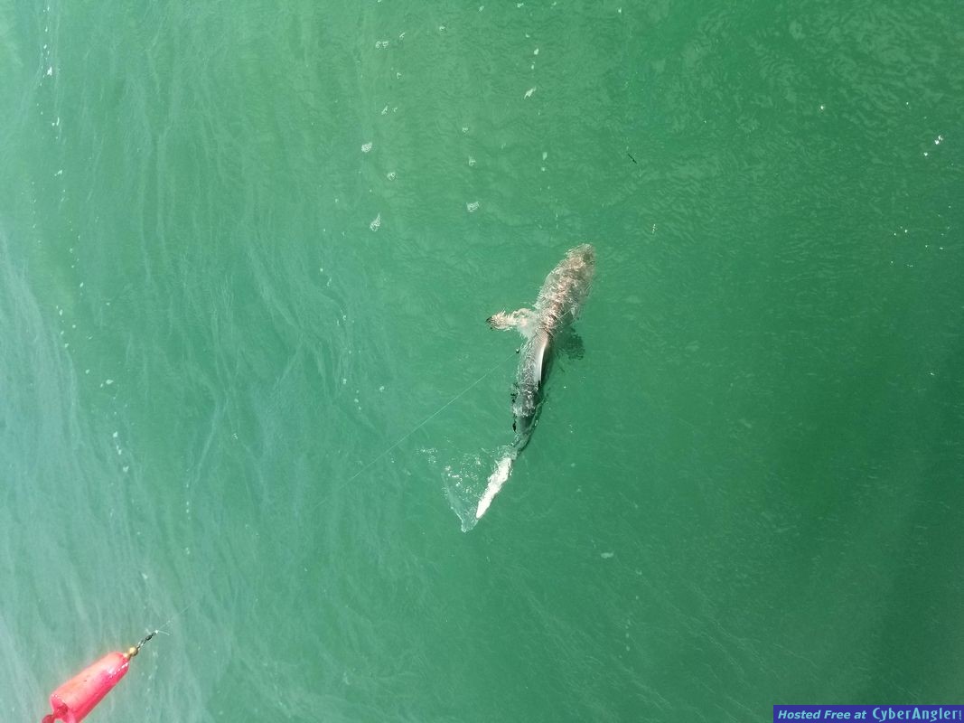 Click to Enlarge Photo