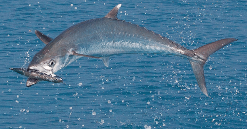 ponce_inlet_offshore_fishing_charters