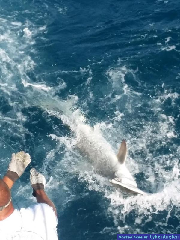 Shark_Walter__2_