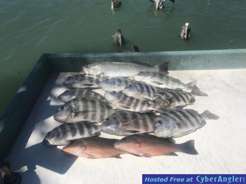 sheepshead_mangrove_snapper_st_pete_beach_tampa_bay_clearwater_fishing_comp