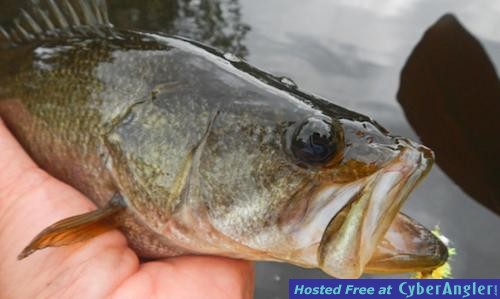 Click to Enlarge Photo