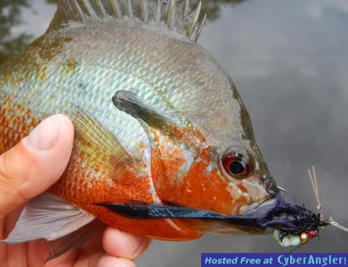 Click to Enlarge Photo