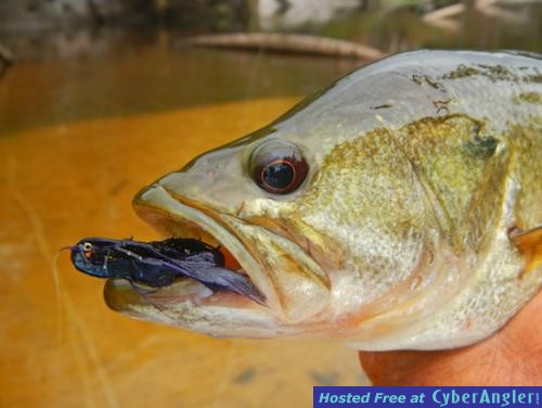 Click to Enlarge Photo