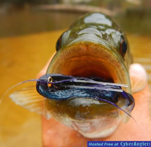 Click to Enlarge Photo