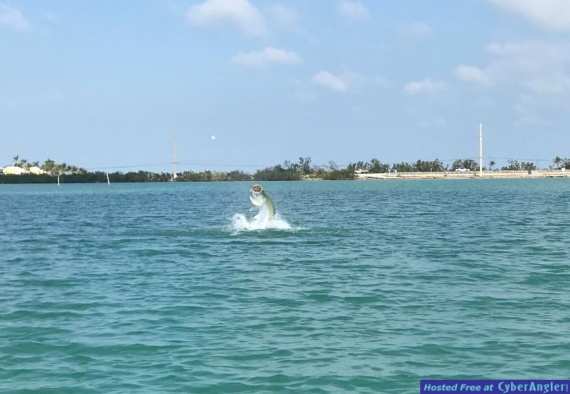 Tarpon-3-2-18-803x555