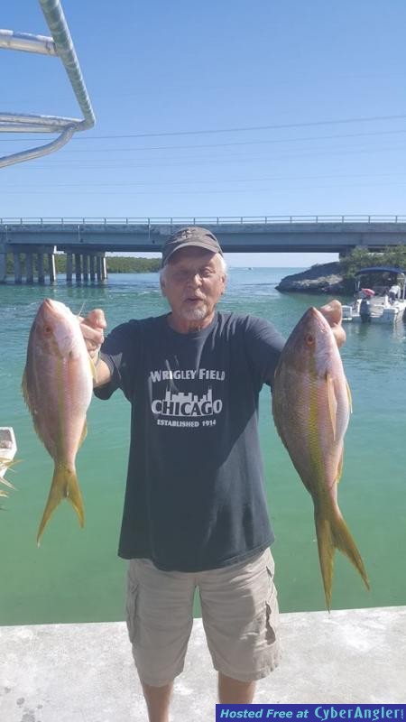 yellowtail_talica_2