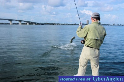 Rick Happle's Sarasota Bay fly tarpon jump