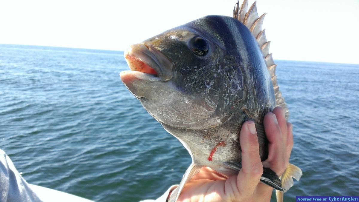 Click to Enlarge Photo