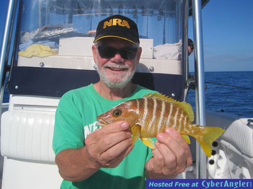 Schoolmaster snapper-Coneally released