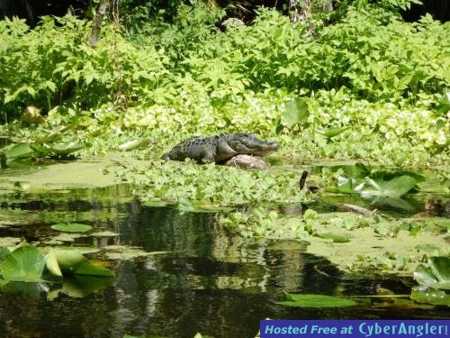 central_florida_eco_tours_searok_charters__1_