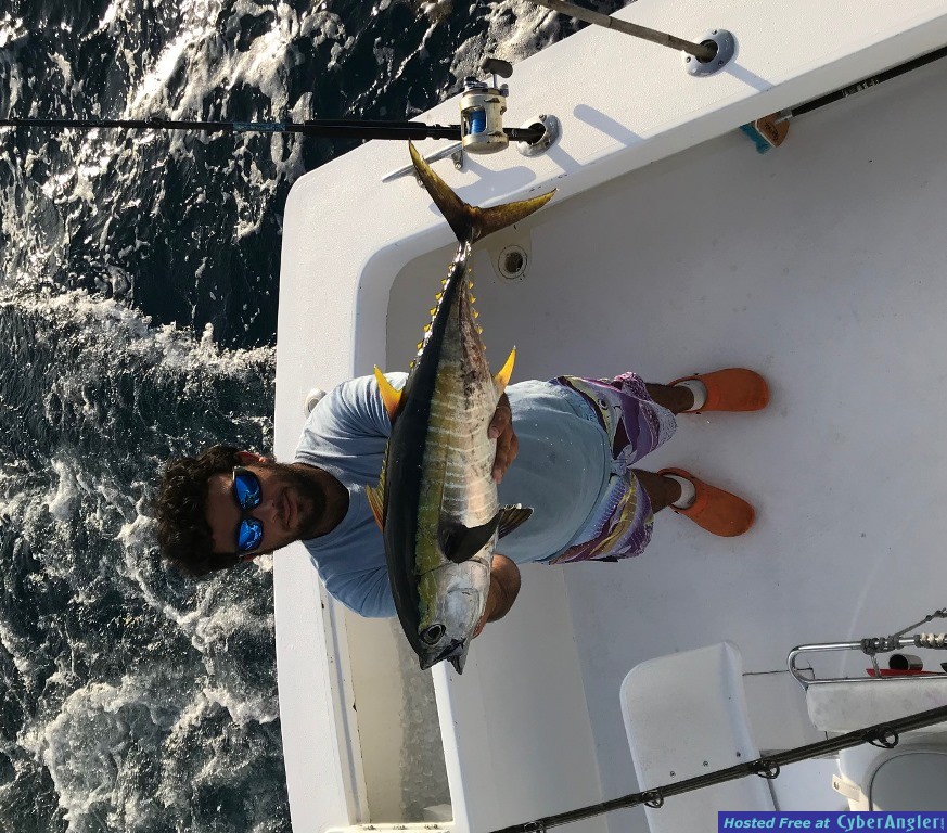 yellowfin