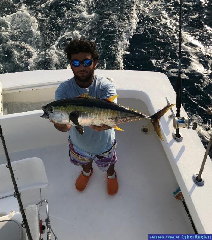 yellowfin