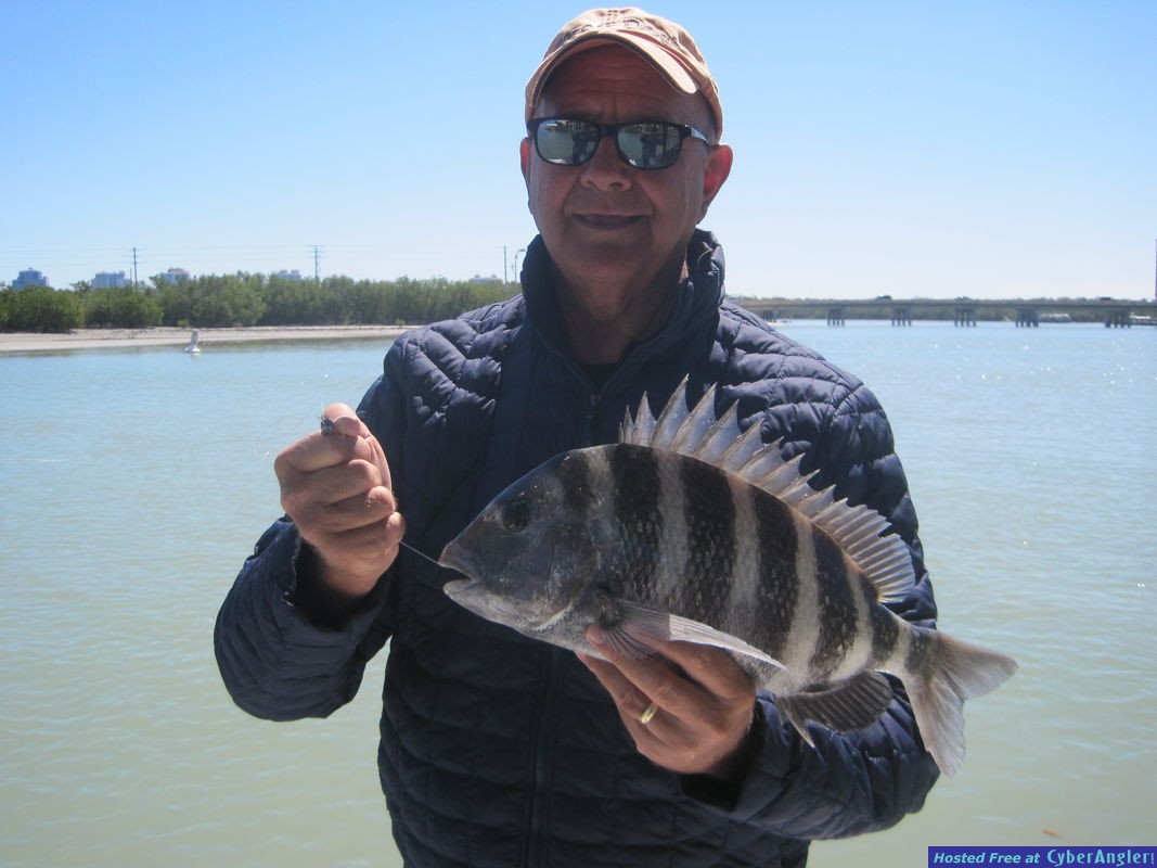 17-inch sheepshead