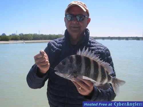 17-inch sheepshead