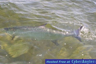 World's Largest Tarpon on Fly Released