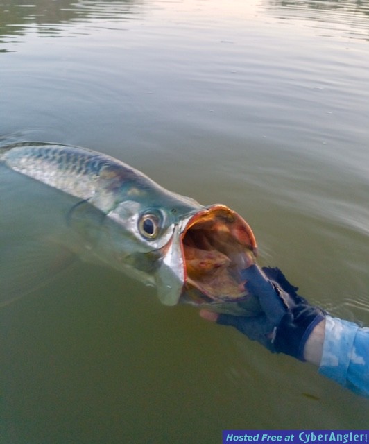 tarpon_release3