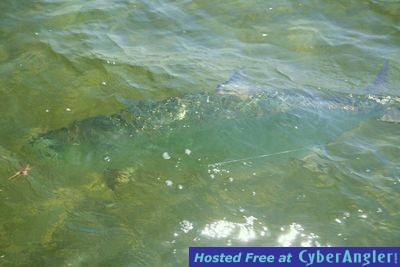 World's Largest Tarpon SubSurface Photo