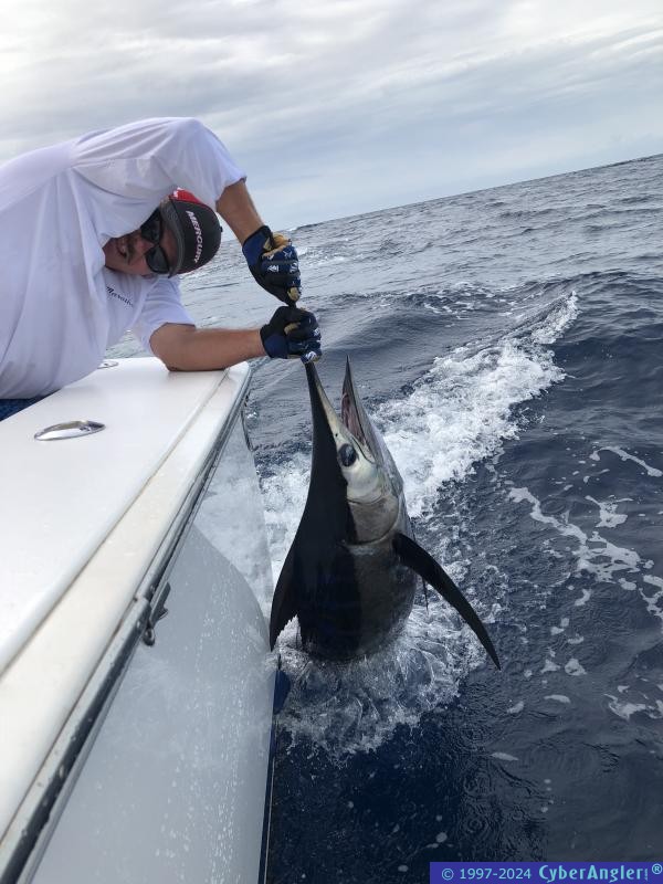 IMG_5742_marlin