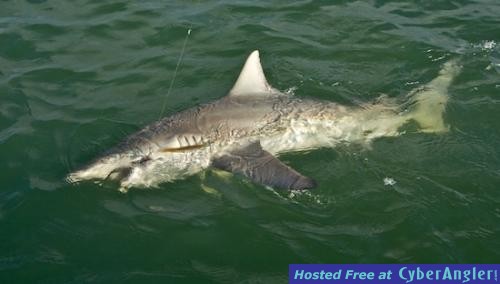 Click to Enlarge Photo