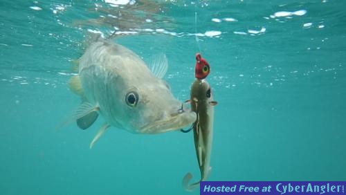 Click to Enlarge Photo