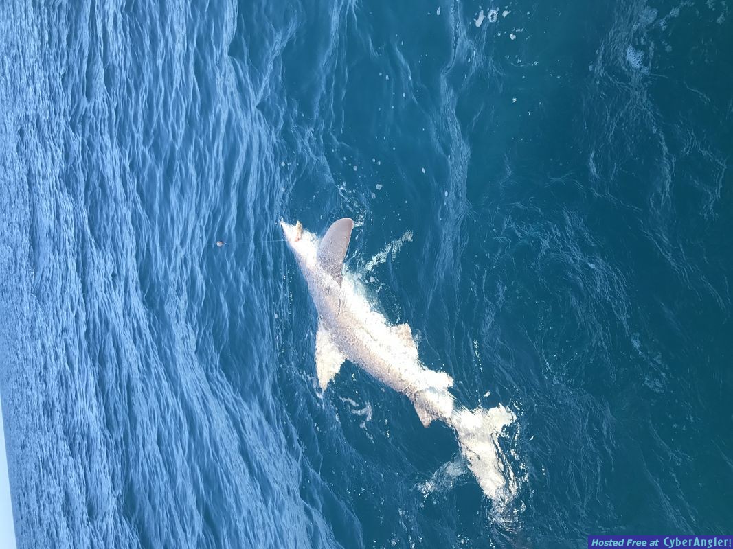 Naples Florida Shark Action