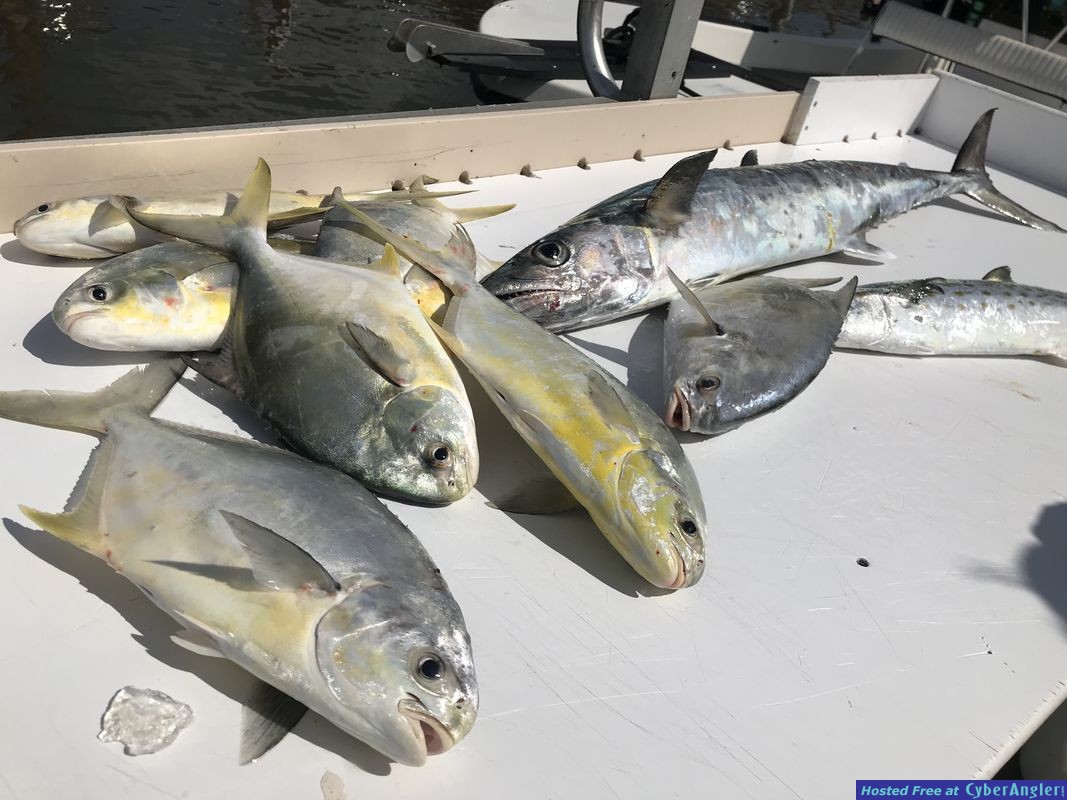 Naples Florida Pompano