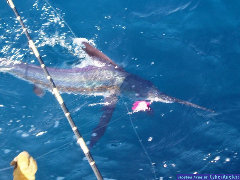 WHITE MARLIN!