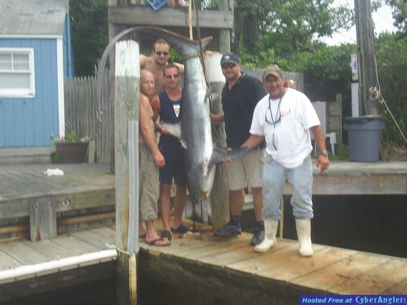 THRESHER SHARK