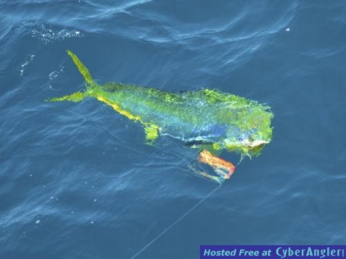 Click to Enlarge Photo