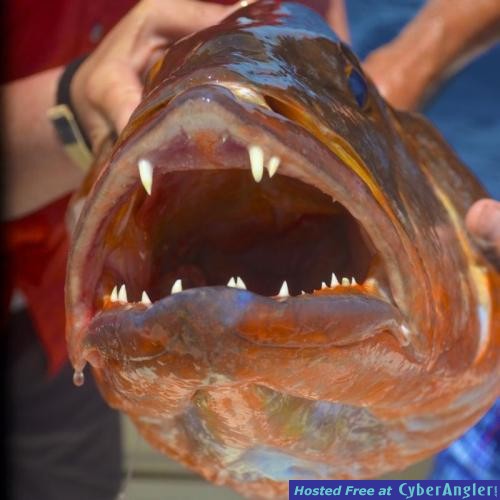 Click to Enlarge Photo