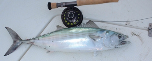 ponce_inlet_offshore_fly_fishing