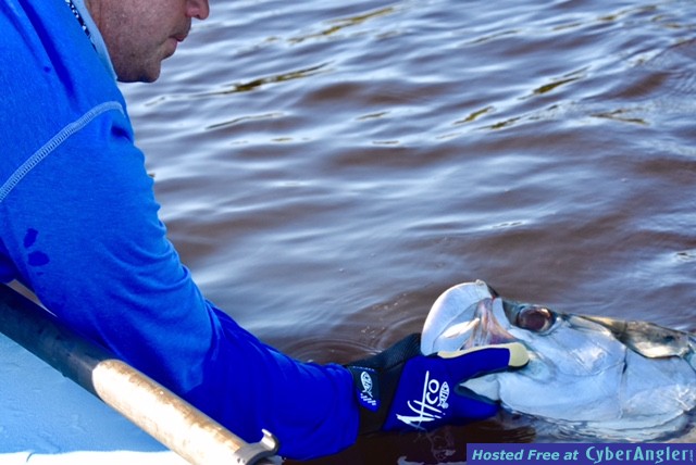 tarpon_26