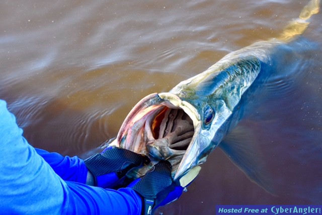 tarpon_33