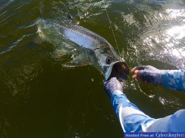 tarpon_43