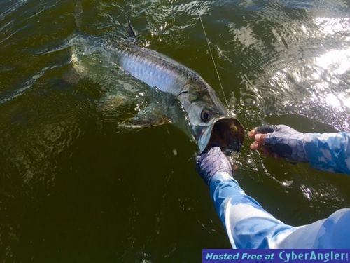 tarpon_43