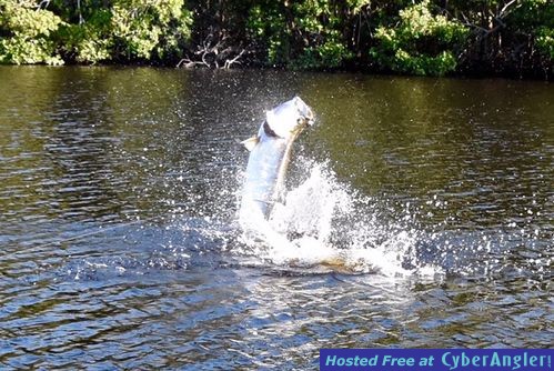 tarpon_jump5