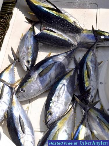 Click to Enlarge Photo